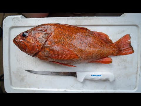How To Fillet any Rockfish!