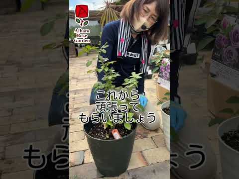 霜が降りた植物を（鉢植えまたは地中に）保存し、再び植え直すにはどうすればよいでしょうか？  庭園