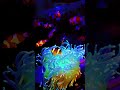 Mesmerizing Clownfish In Glowing Anemone Relaxing Ocean Video In 4K Clown Aquarium Fish