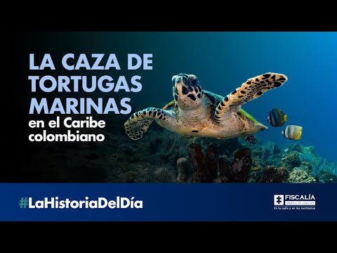 La caza de tortugas marinas en el Caribe Colombiano