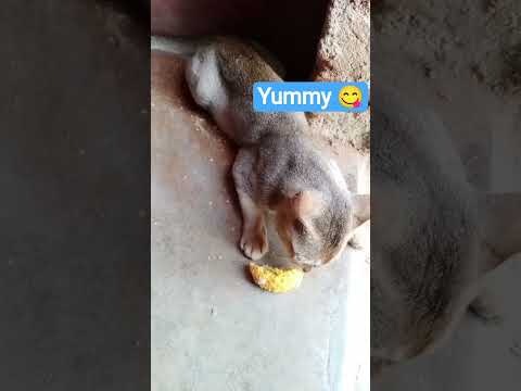 #cat #cute #funny #viral #dhruaksh #cuteanimal #cutecat #pets #love #trendingshort #catsound#