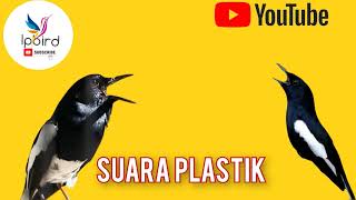 Download lagu Suara Plastik pancingan Burung Kacer murai batu mp3 Download lagu Suara Plastik pancingan Burung Kacer murai batu mp3