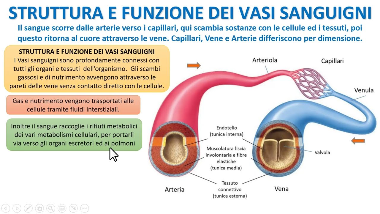 LA STRUTTURA DEI VASI SANGUIGNI