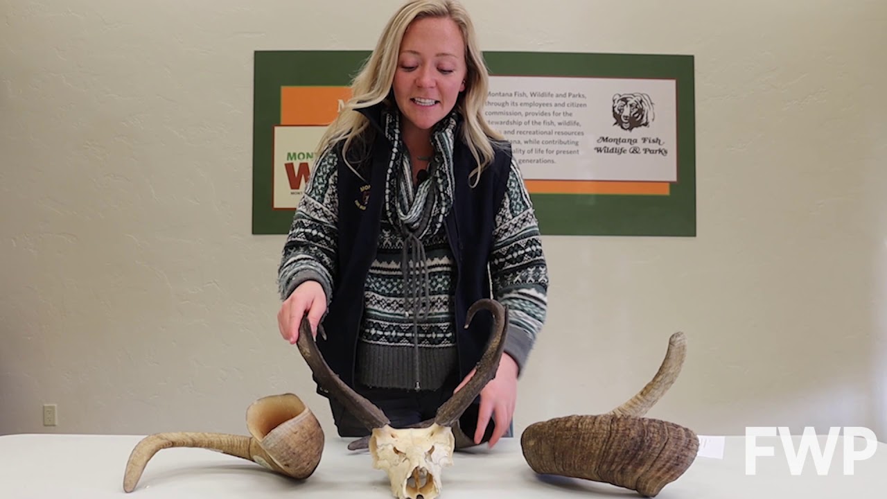 Horns and antlers... what's the difference? | Montana WILD | Wildlife Education