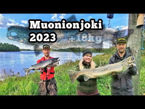 Lohenkalastusta Muonionjoella - Kalaa tulee!