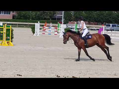 Vaiana, Oldenburger mare, 2013, Verdi x Diarado