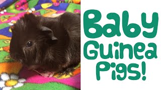 All About BABY GUINEA PIGS - Feeding - Handling - Pregnancy - Birth - Guinea Piggles