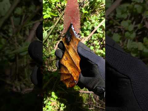 Osage and Cherry quartz #knapping #Artwork #dagger #osage #fyp