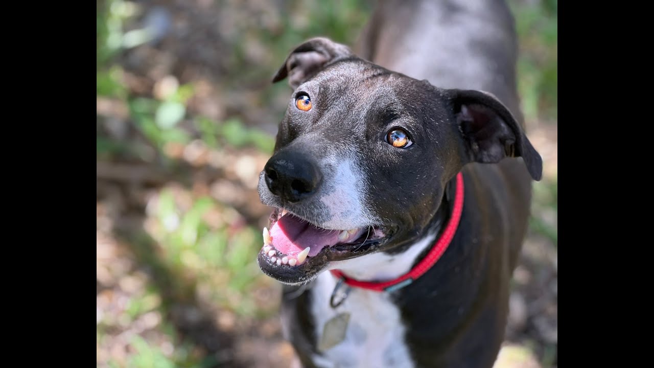 Mia — The Perfect Companion Waiting for Her Chance, a Adoptable mixed breed in St Augustine, FL video 3/3