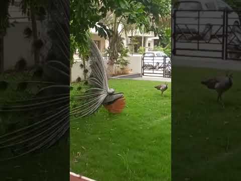 Beautiful 💞💞🥰 peacock 🦚 over #peacock #beautiful