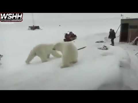 Guy fights off 2 polar bears with a stick