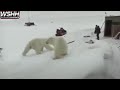 Guy Fights Off 2 Polar Bears With A Stick