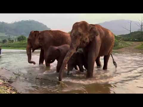 Kids Will Be Kids!! Baby Chaba and Pyi Mai having great fun in the river.
