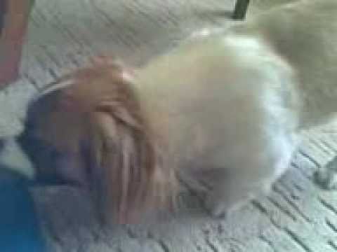 Caine turbat dupa sosete