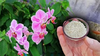 ARROZ en ORQUIDEAS... MIRA lo que PASA! | Fertilizante Abono Casero Orgánico para Plantas Orquidea