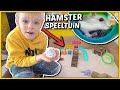 HAMSTER iNDOOR SPEELTUiN MAKEN! ? | Bellinga Vlog #1665