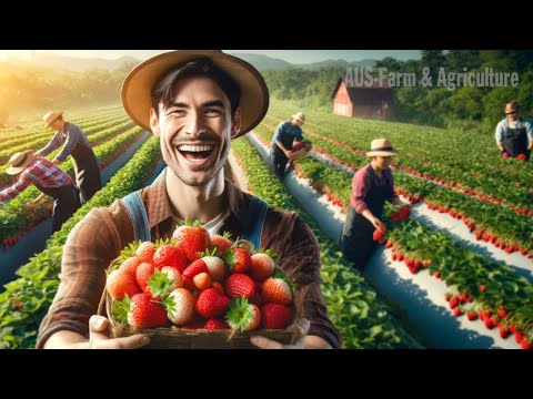 How Farm Workers Grow And Pick Billions Of Strawberries In California | AUS Farm