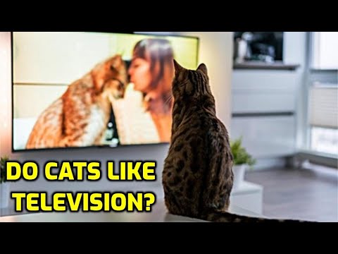 Do Cats Enjoy Watching TV?