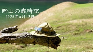 野山の歳時記　梅雨時の花と果実、希少なシダなど　2025年6月12日