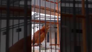 Download lagu burung cucak emas papua memang mempesona !! #peliharaburung #burungkicau #burunggacor mp3