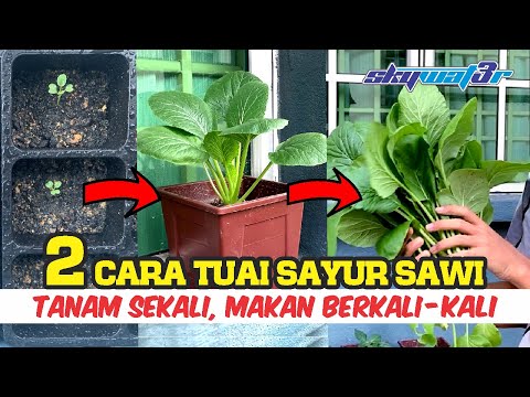 , title : 'CARA TANAM SAWI semudah ABC! Gerenti Menjadi! Semai hingga Tuai | Milagro Vaksin Pokok | Abang Baja'