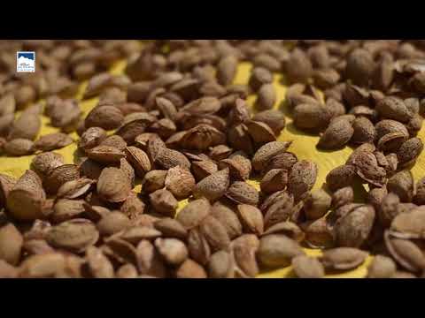 download lagu mp3 mp4 Common Trees Of Kashmir, download lagu Common Trees Of Kashmir gratis, unduh video klip Common Trees Of Kashmir