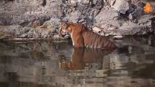 preview picture of video 'Tiger in Jim Corbett National Park - India'