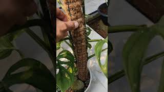 Download lagu JANDA BOLONG YANG SEMPAT VIRAL BEBERAPA BULAN KEBELAKANG // JABOL mp3 Download lagu JANDA BOLONG YANG SEMPAT VIRAL BEBERAPA BULAN KEBELAKANG // JABOL mp3