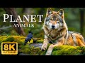 PLANNET ANIMALS 8K ULTRA HD - WILD ANIMALS OF RAINFOREST WIT ..