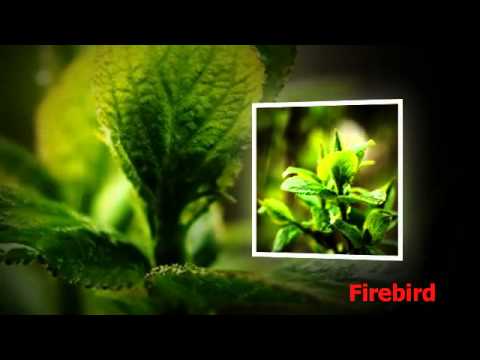 Lily and Madeleine - Things I'll  Later Lose