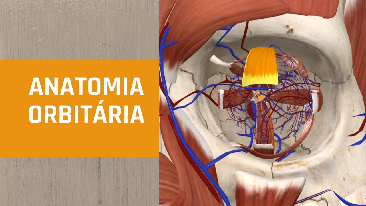 Anatomia Orbitária - Aula 10