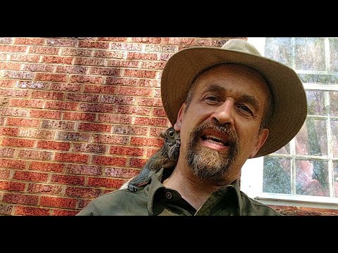 Baby Squirrel Removal Trick