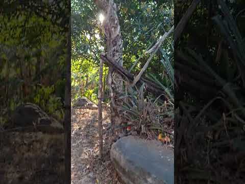 Subiendo El Cerro De Guazapa | Parte 1 #fypシ #shorts #elsalvador