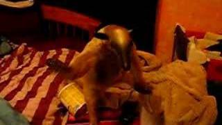 These pet anteater videos have pretty much cured my boredom for the day.
