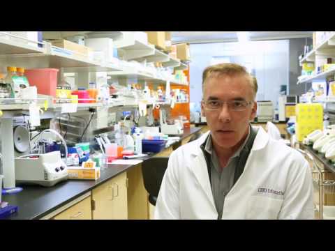 Study details how Zika damages fetal brain