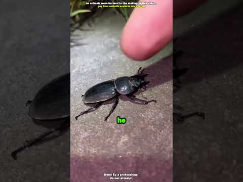 This Guys Is A Professional At Touching Animals