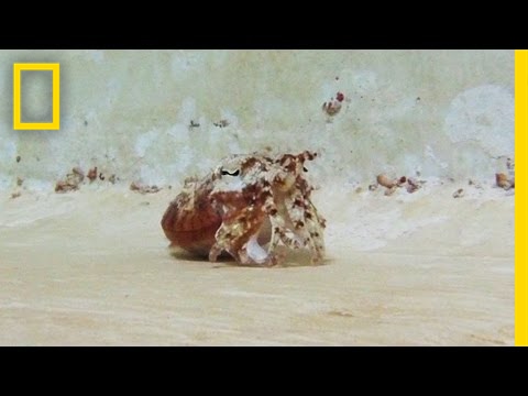 An Amazing Illustration Of The Cuttlefish's Abilities Of Disguise