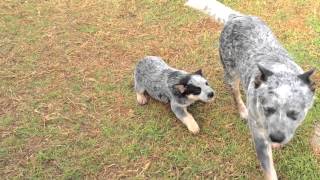 Australian Cattle Dogs : HallsHeelers Puppy Update #34 - 6th July 2013
