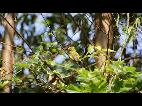 Kanárik citrónový (Crithagra citrinelloides) — video o speve a chove