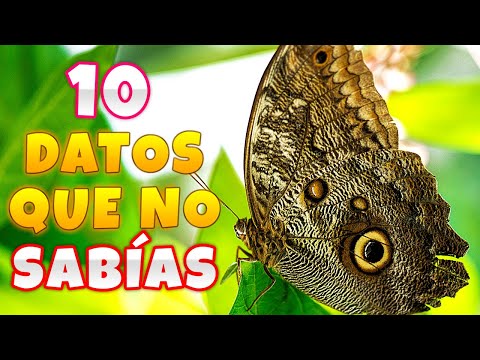 ? 10 Datos Asombrosos Sobre Las Mariposas  Curiosidades Sobre Mariposas