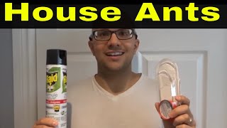 How To Get Rid Of House Ants-Fast And Easy Method