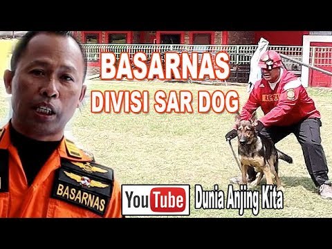 YUK GABUNG SAR DOG BASARNAS !!!