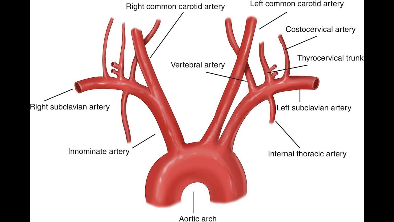 Aorta And Its Branches (Anatomy) - YouTube