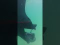 Clip It Before You Rip It Engine Kill Switch PSA