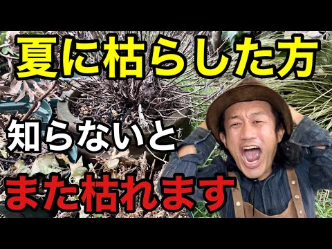 植物に霜が降りた 症状 病気 寒さ 陰鬱な空気 淡い色 枯れた葉