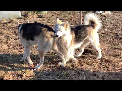 Jeidy Bully Slim In A Play Fight