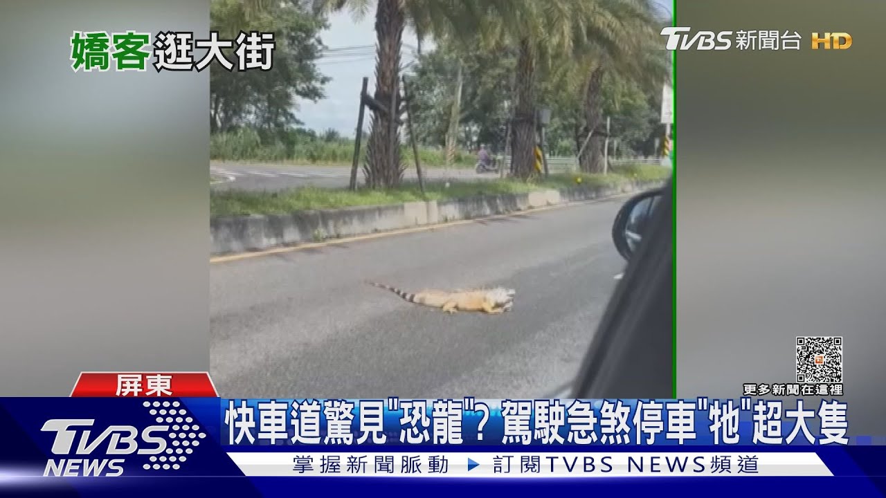 快車道驚見「恐龍」? 駕駛急煞停車「牠」超大隻