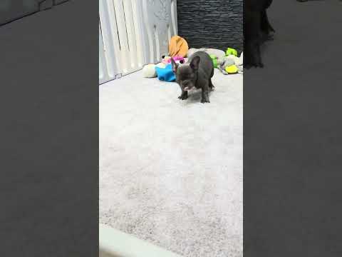 Video 3
