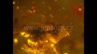 Druhohorní jantar z Myanmaru BJ-7
