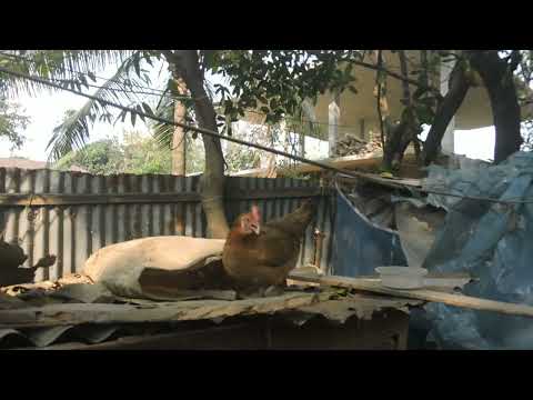 Chicken laying an egg close up video